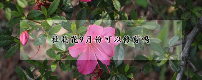 杜鵑花9月份可以修剪嗎