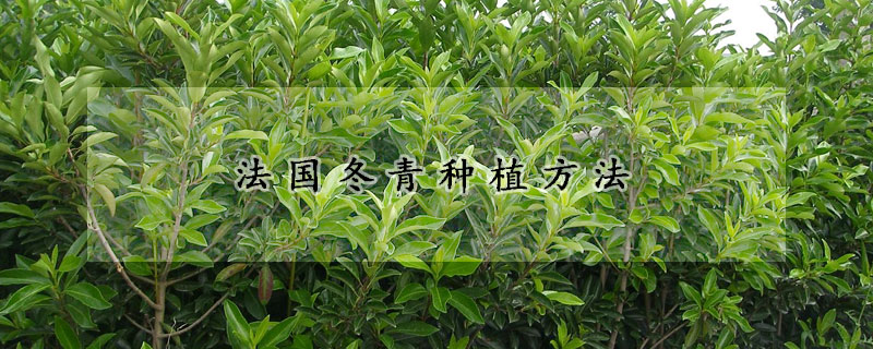 法國(guó)冬青種植方法