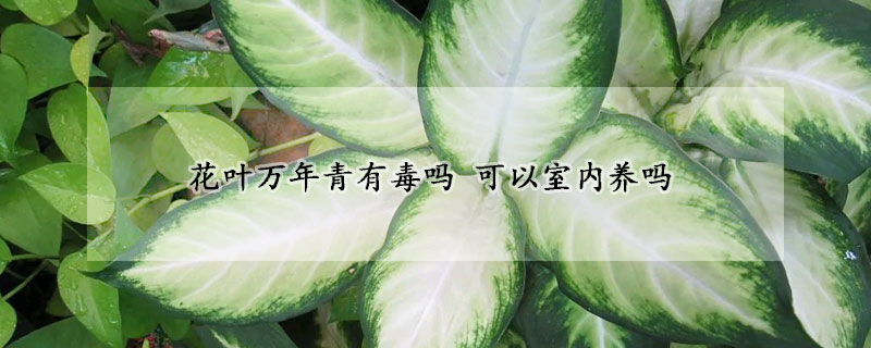 花葉萬(wàn)年青有毒嗎 可以室內(nèi)養(yǎng)嗎