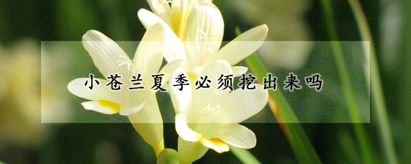 小蒼蘭夏季必須挖出來嗎