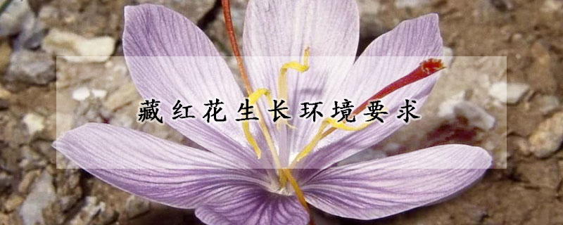 藏紅花生長環(huán)境要求