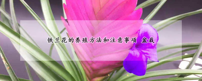 鐵蘭花的養(yǎng)殖方法和注意事項(xiàng) 盆栽