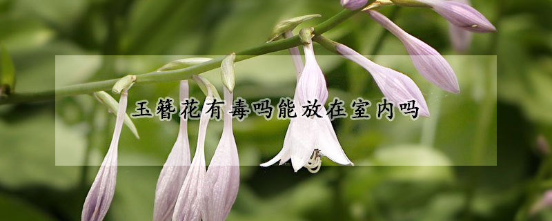 玉簪花有毒嗎能放在室內嗎