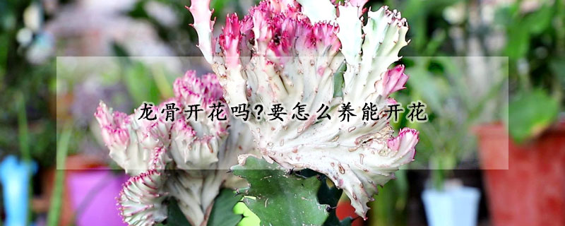 龍骨開花嗎?要怎么養能開花