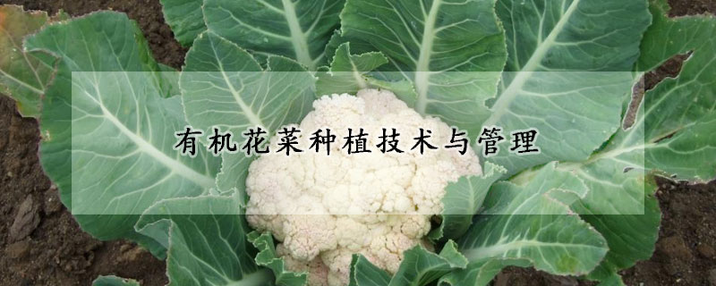 有機花菜種植技術(shù)與管理