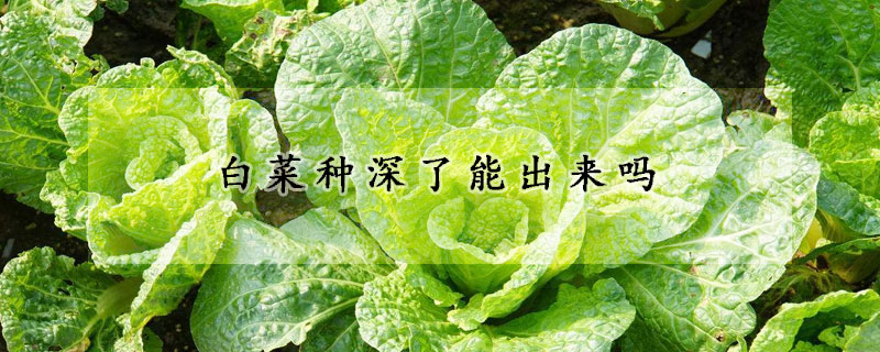 白菜種深了能出來嗎