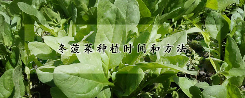 冬菠菜種植時(shí)間和方法