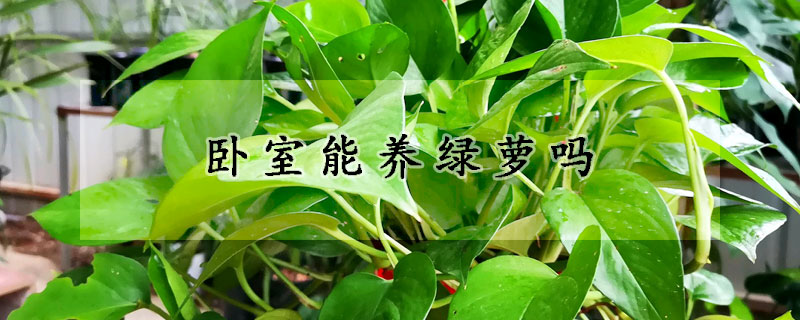 臥室能養(yǎng)綠蘿嗎