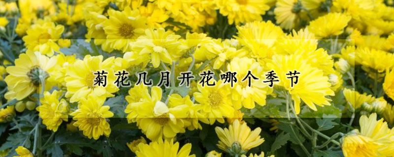 菊花幾月開花哪個季節(jié)