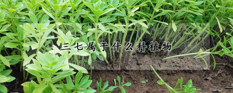 三七屬于什么科植物