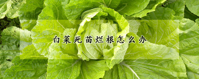 白菜死苗爛根怎么辦