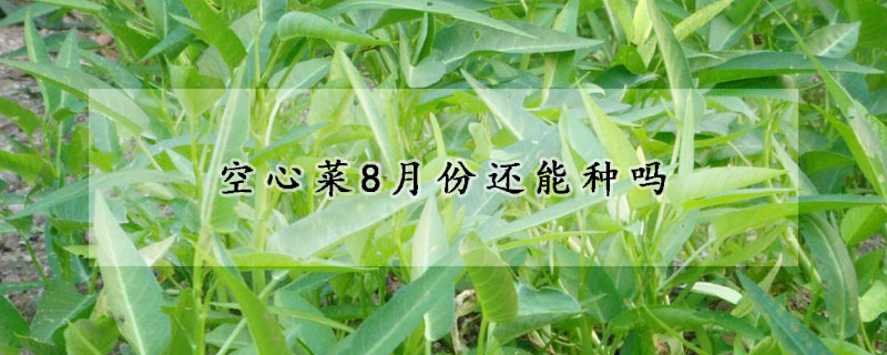 空心菜8月份還能種嗎