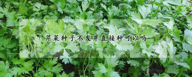 芹菜種子不發(fā)芽直接種可以嗎