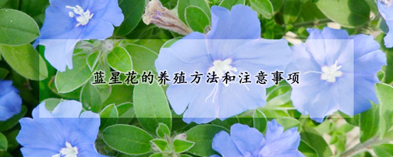 藍(lán)星花的養(yǎng)殖方法和注意事項