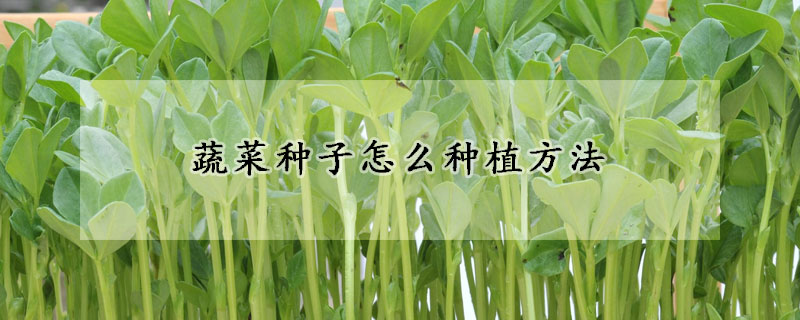 蔬菜種子怎么種植方法