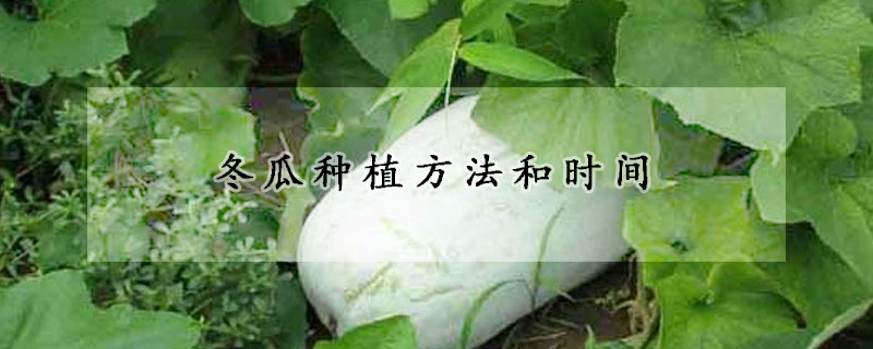 冬瓜種植方法和時間