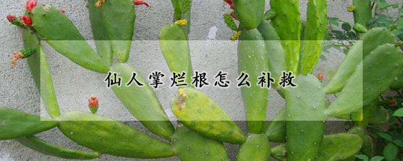 仙人掌爛根怎么補救