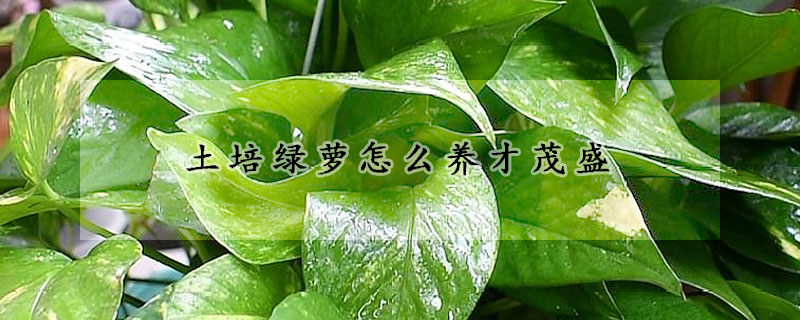 土培綠蘿怎么養(yǎng)才茂盛