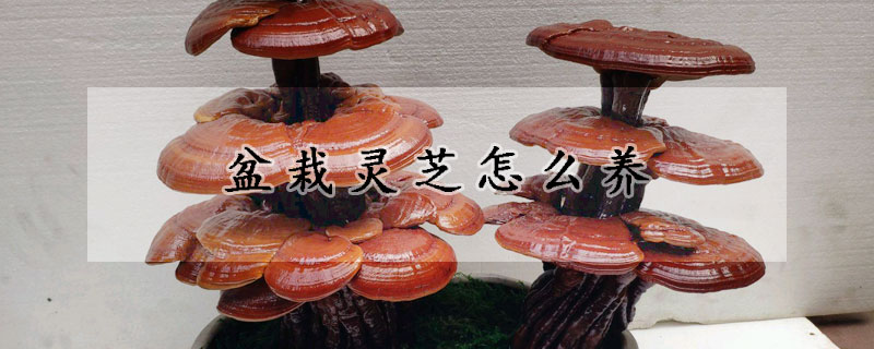 盆栽靈芝怎么養(yǎng)