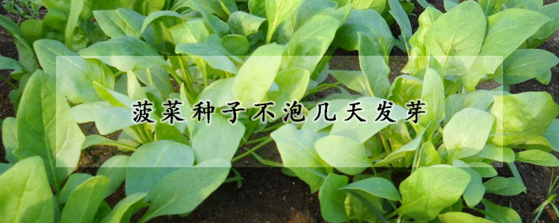 菠菜種子不泡幾天發(fā)芽