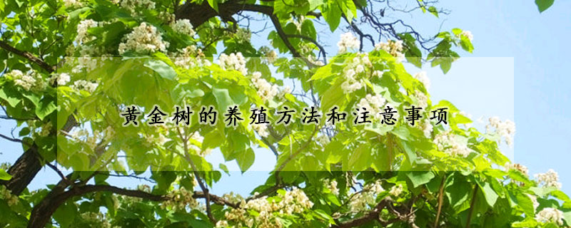 黃金樹的養(yǎng)殖方法和注意事項(xiàng)