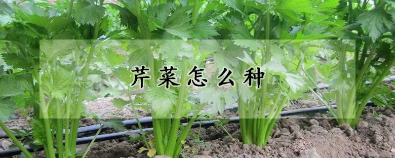 芹菜怎么種