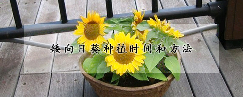 矮向日葵種植時(shí)間和方法