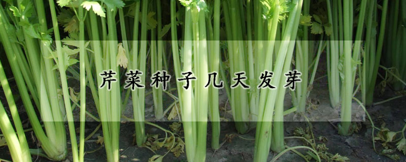 芹菜種子幾天發芽