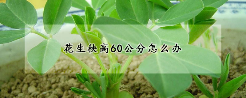 花生秧高60公分怎么辦