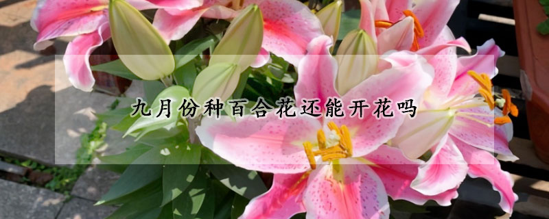 九月份種百合花還能開花嗎