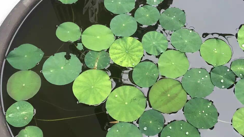 水缸種植荷花教程