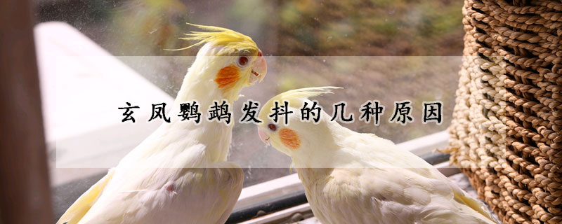 玄鳳鸚鵡發抖的幾種原因