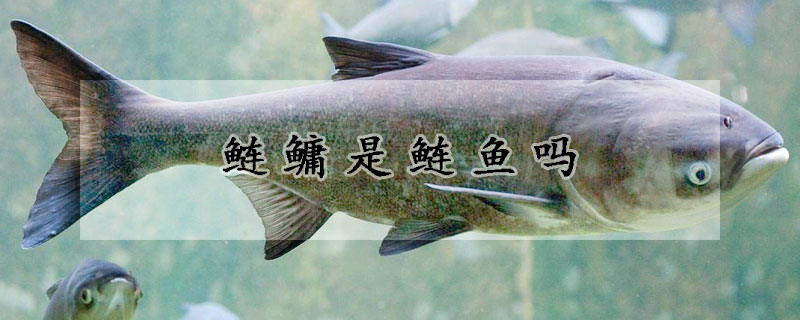 鰱鳙是鰱魚嗎