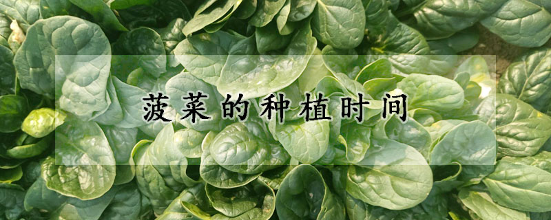 菠菜的種植時(shí)間