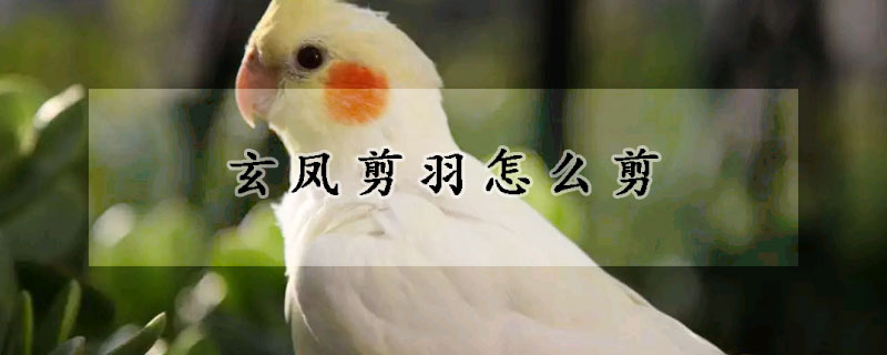 玄鳳剪羽怎么剪