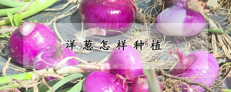 洋蔥怎樣種植