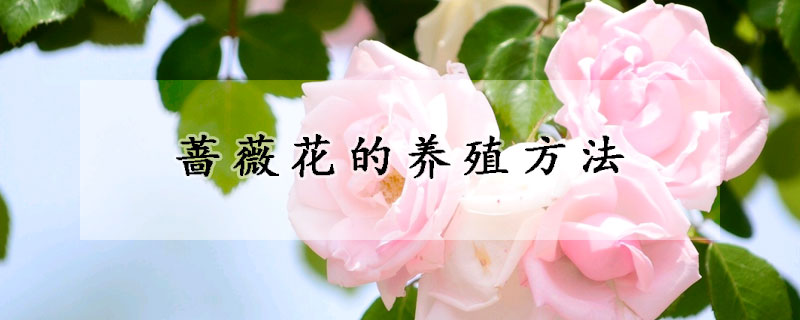 薔薇花的養殖方法