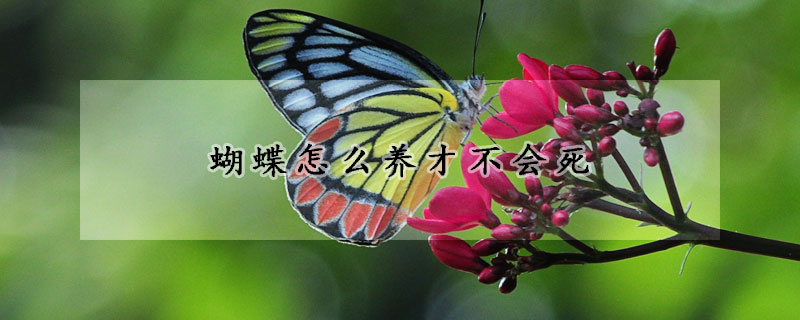 蝴蝶怎么養(yǎng)才不會死