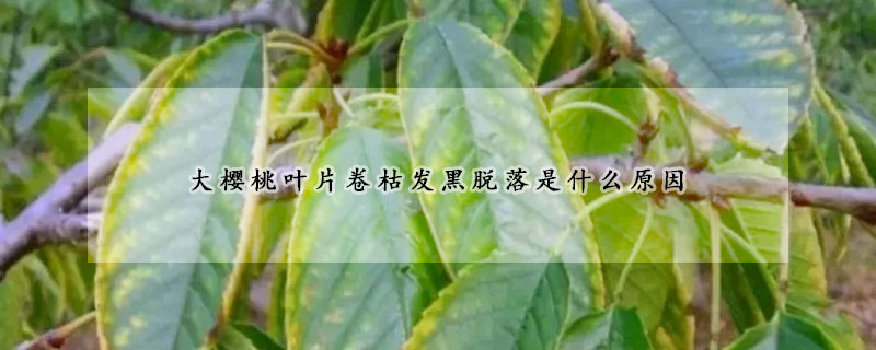 大櫻桃葉片卷枯發(fā)黑脫落是什么原因