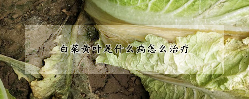 白菜黃葉是什么病怎么治療