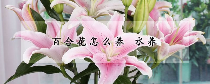 百合花怎么養(yǎng) 水養(yǎng)