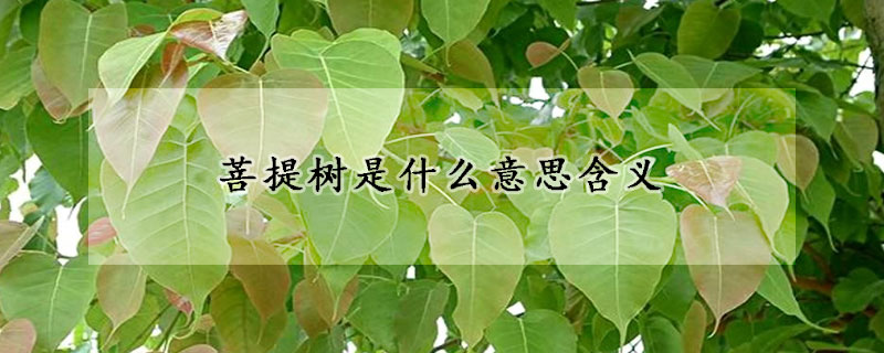 菩提樹是什么意思含義