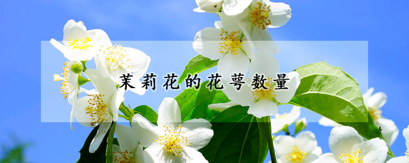 茉莉花的花萼數(shù)量