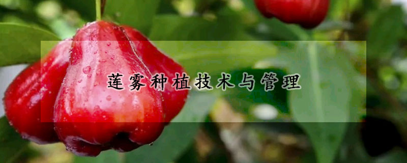 蓮霧種植技術(shù)與管理