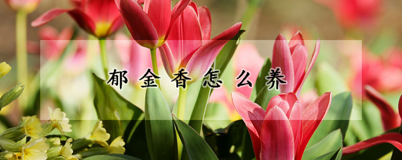 郁金香怎么養(yǎng)