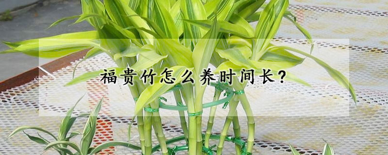 福貴竹怎么養(yǎng)時間長?