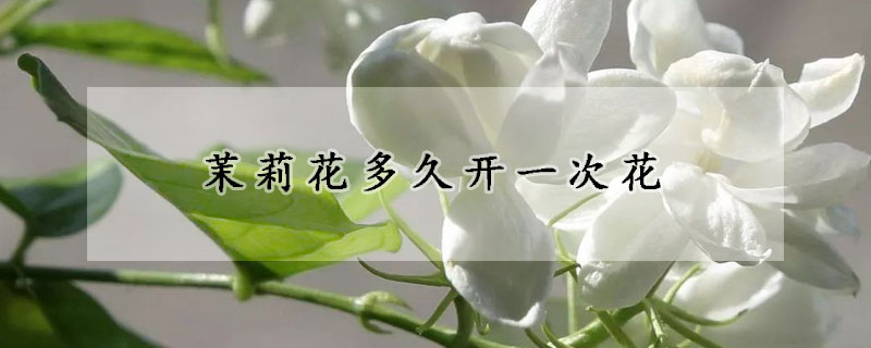 茉莉花多久開一次花