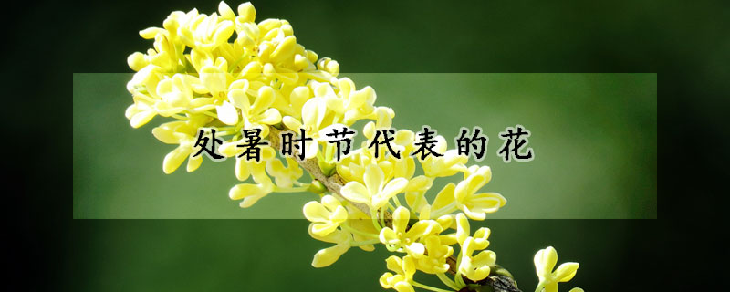 處暑時節代表的花