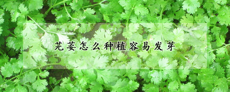 芫荽怎么種植容易發(fā)芽