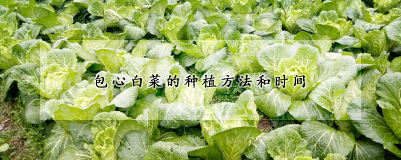 包心白菜的種植方法和時間